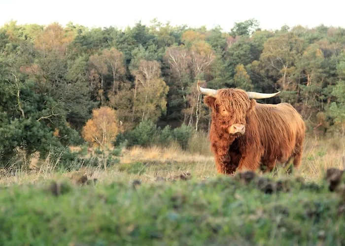 Vakantiehuis The Highlander- Stylish Hideaway Near & Forest Schoorl And Bergen- Dogs Welcome Warmenhuizen