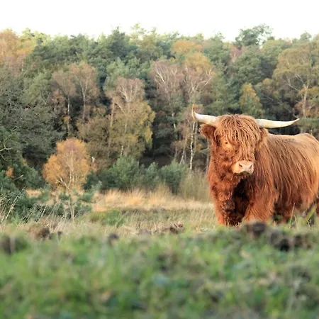 別荘 The Highlander- Stylish Hideaway Near & Forest Schoorl And Bergen- Dogs Welcome Warmenhuizen